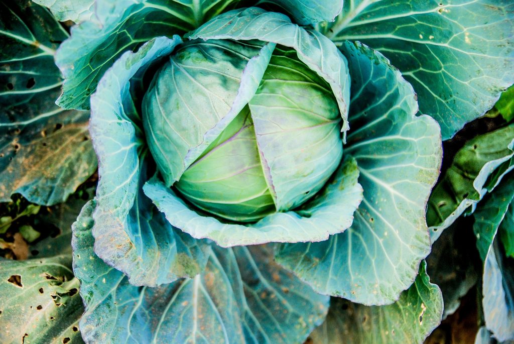 cabbage-1345082_1920